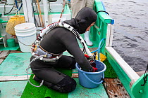 Ama diver cleaning her face mask in preparation for going to work underwater. Futo Harbour, Izu Peninsula, Shizuoka Prefecture, Japan. June 2010.