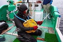 Ama diver on boat. preparing to work in the ocean. Metal tool to pry shells from rocks, net to collect shells and hoses to supply air and facilitate communication. Futo Harbour, Izu Peninsula, Shizuok...