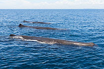 Sperm whale (Physeter macrocephalus), three lined up in formation while resting between foraging dives. Trincomalee / Gokanna, Sri Lanka.