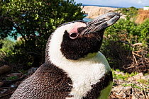 African penguin (Spheniscus demersus), portrait. South Africa. July.