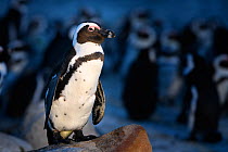 African penguin (Spheniscus demersus) standing on rock at dusk, with clustered penguins in background. South Africa. November.