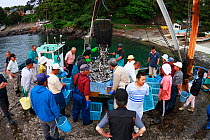 People sorting through the morning fish catch. Futo Harbour, Izu Peninsula, Shizuoka Prefecture, Japan. June 2010.