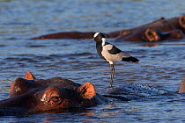RF - Blacksmith lapwing (Vanellus armatus) perched on hippo (Hippopotamus amphibius) Chobe river, Botswana. (This image may be licensed either as rights managed or royalty free.)