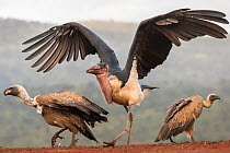 RF - Marabou (Leptoptilos crumenifer) with Whitebacked vultures (Gyps africanus) Zimanga Private Game Reserve, KwaZulu-Natal, South Africa. (This image may be licensed either as rights managed or roya...