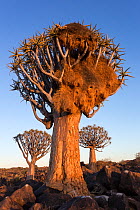 Sociable weaver (Philetairus socius) nest in quiver tree (Aloidendron dichotomum) Quiver tree forest, Keetmanshoop, Namibia.