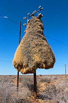 Sociable weaver (Philetairus socius) nest on telegraph pole, Northern Cape, South Africa.