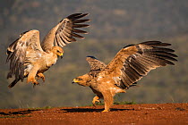 Tawny eagles (Aquila rapax) fighting, Zimanga Private Game Reserve, KwaZulu-Natal, South Africa.