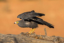 African harrier-hawk (Polyboroides typus) Kgalagadi Transfrontier Park, South Africa.