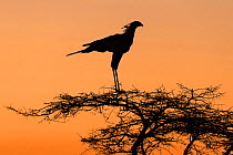 Secretarybird (Sagittarius serpentarius) silhouetted at roost in tree, Zimanga Private Game Reserve, KwaZulu-Natal, South Africa.