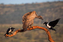 Whitebacked vulture (Gyps africanus) with pied crows (Corvus albus) Zimanga Private Game Reserve, KwaZulu-Natal, South Africa.