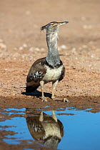 Kori bustard (Ardeotis kori) at water, Kgalagadi Transfrontier Park, Northern Cape, South Africa.