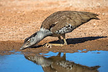 Kori bustard (Ardeotis kori) drinking, Kgalagadi Transfrontier Park, Northern Cape, South Africa.