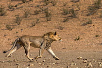 RF - Lion (Panthera leo) male running in desert, Kgalagadi Transfrontier Park, South Africa. (This image may be licensed either as rights managed or royalty free.)