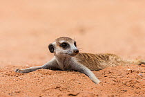 RF - Meerkat (Suricata suricatta) resting on cool sand, Kgalagadi Transfrontier Park, South Africa. (This image may be licensed either as rights managed or royalty free.)