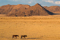 RF - Wild horses in desert, Aus, Namibia, February 2017 (This image may be licensed either as rights managed or royalty free.)