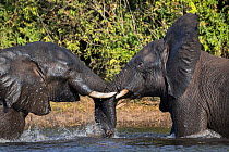 RF - African elephants (Loxodonta africana) playfighting in Chobe river, Chobe National Park, Botswana. (This image may be licensed either as rights managed or royalty free.)