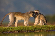 Vervet monkeys (Chlorocebus pygerythrus) Zimanga Game Reserve, KwaZulu-Natal, South Africa.