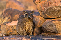 Rock hyrax (Procavia capensis) Quiver Tree Forest, Keetmanshoop, Namibia.