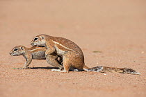 Ground squirrels (Xerus inauris) mating, Kgalagadi Transfrontier Park, Northern Cape, South Africa.