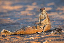 Ground squirrel (Xerus inauris) suckling young, Kgalagadi Transfrontier Park, Northern Cape, South Africa.