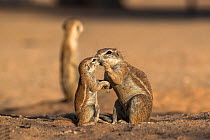 Ground squirrels (Xerus inauris) female nteracting with juvenile, Kgalagadi Transfrontier Park, Northern Cape, South Africa.