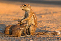 Ground squirrels (Xerus inauris) suckling young, Kgalagadi Transfrontier Park, Northern Cape, South Africa.