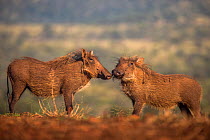 Warthogs (Phacochoerus africanus) Zimanga Private Game Reserve, KwaZulu-Natal, South Africa.