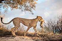 Cheetah (Acinonyx jubatus) carrying Scrub hare (Lepus saxatilis) Kgalagadi transfrontier park, South Africa.