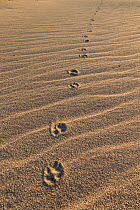Brown hyaena (Hyaena brunnea) footprints in sand, Namib desert, Namibia.