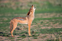 Blackbacked jackal (Canis mesomelas) howling, Kgalagadi Transfrontier Park, Northern Cape, South Africa.