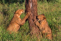 Lion (Panthera leo) cubs chewing bark, Zimanga Private Game Reserve, KwaZulu-Natal, South Africa.