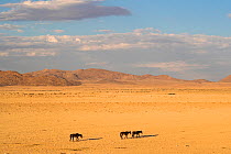 Wild horses, Aus, Namibia, February 2017
