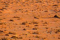 Gemsbok (Oryx gazella) in Namib desert, Namibia.