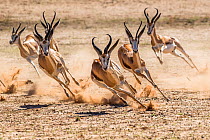 Springbok (Antidorcas marsupialis) herd fleeing predator, Kgalagadi Transfrontier Park, South Africa.
