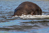 African elephant (Loxodonta africana) submerged in Chobe river, Chobe National Park, Botswana.