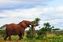 African elephant (Loxodonta africana) bull pushing over tree, Zimanga Private Game Reserve, KwaZulu-Natal, South Africa.