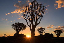 RF - Quiver trees (Aloidendron dichotomum) silhouetted at sunset, Quiver Tree Forest, Keetmanshoop, Namibia. (This image may be licensed either as rights managed or royalty free.)