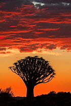 Quiver tree silhouetted at sunset (Aloidendron dichotomum) Quiver Tree Forest, Keetmanshoop, Namibia.