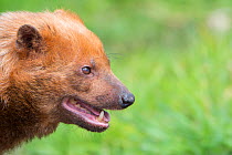 Bush dog (Speothos venaticus) portrait. Occurs in Central and South America. Captive, Netherlands.