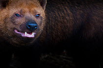 Bush dog (Speothos venaticus) portrait. Occurs in Central and South America. Captive, Netherlands.