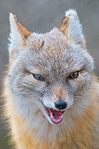 Corsac fox (Vulpes corsac) portrait. Occurs in Central Asia. Captive, Netherlands.