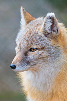 Corsac fox (Vulpes corsac) portrait. Occurs in Central Asia. Captive, Netherlands.