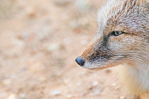 Corsac fox (Vulpes corsac). Occurs in Central Asia. Captive, Netherlands.