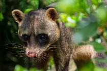 Crab-eating raccoon (Procyon cancrivorus) portrait. Occurs in South America. Captive, Netherlands.
