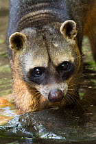 Crab-eating raccoon (Procyon cancrivorus) portrait. Occurs in South America. Captive, Netherlands.