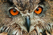 RF - Eagle owl (Bubo bubo) close-up of head. Captive, Netherlands. August. (This image may be licensed either as rights managed or royalty free.)