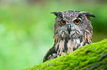 RF - Eagle owl (Bubo bubo) portrait. Netherlands, August. (This image may be licensed either as rights managed or royalty free.)