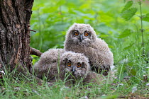 RF - Eagle owl (Bubo bubo), two chicks on ground, Netherlands. May. (This image may be licensed either as rights managed or royalty free.)