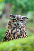 Eagle owl (Bubo bubo) portrait. Netherlands, August. Captive.