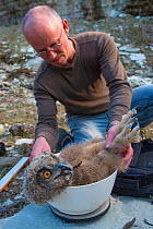 Man weighing Eagle owl (Bubo bubo) chick during ringing session. Netherlands. February 2016.